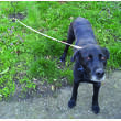Piquet chien en chrome longueur 40 cm